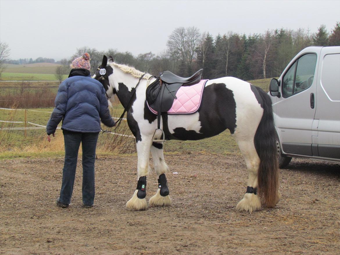 Tinker LL. Mølgårds Mc Phee/ Fie - Pony-trækkeren mens jeg går bane!  billede 15