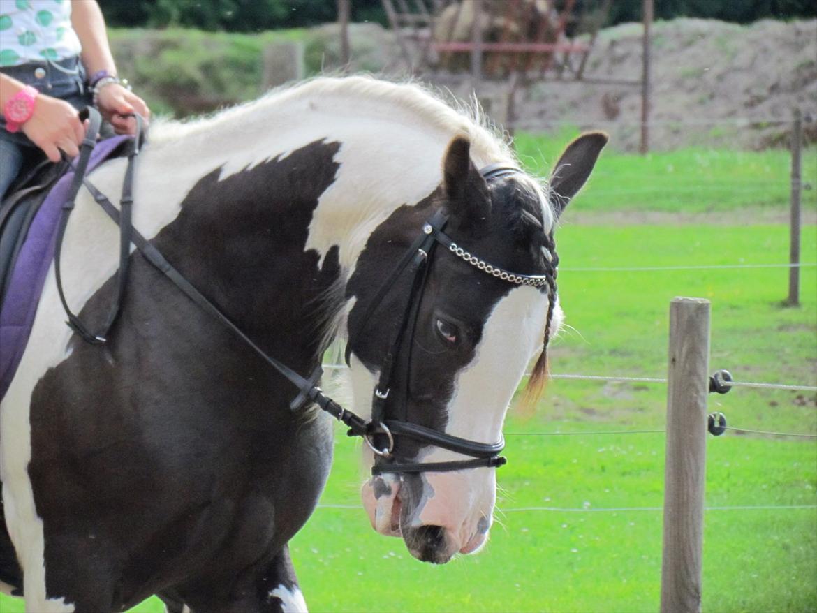 Tinker LL. Mølgårds Mc Phee/ Fie billede 9