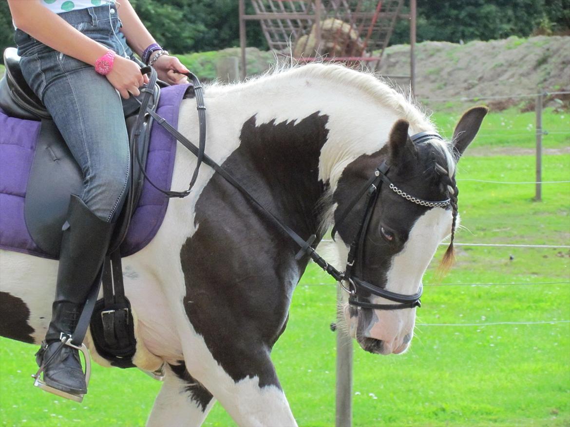 Tinker LL. Mølgårds Mc Phee/ Fie billede 8