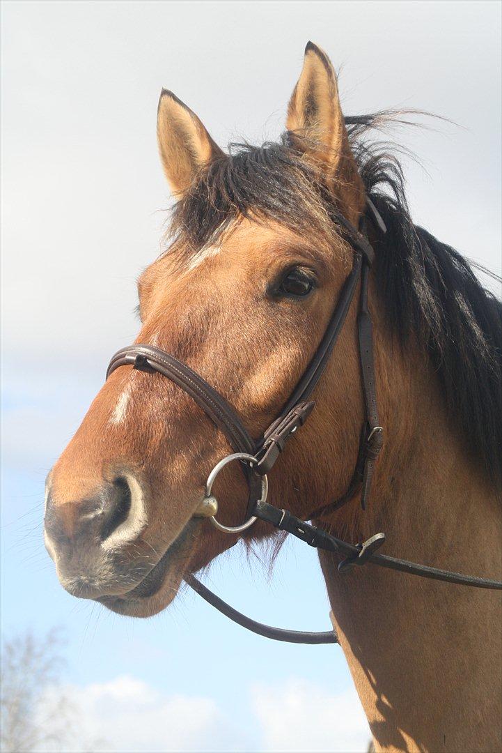 Anden særlig race Prinz - Velkommen til Prinz´s profil
FBT foto billede 1