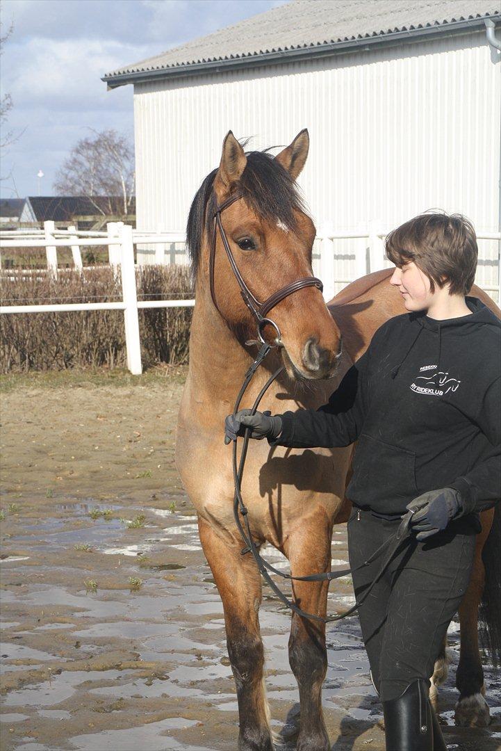 Anden særlig race Prinz billede 12