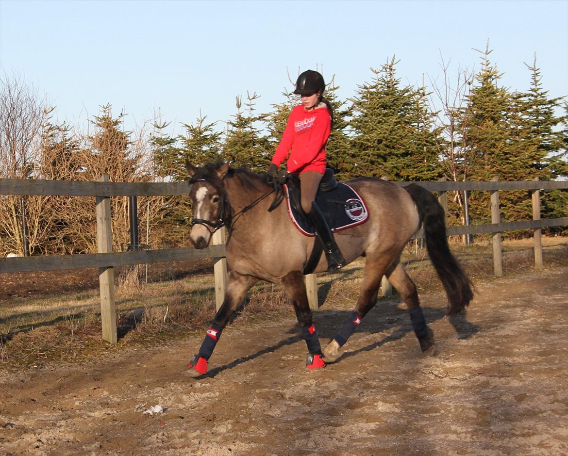 Connemara Ac-Seje Charlie af Engvang *..Bassemand..* - Han er da lidt sej!:D<3
Foto: Mor billede 9