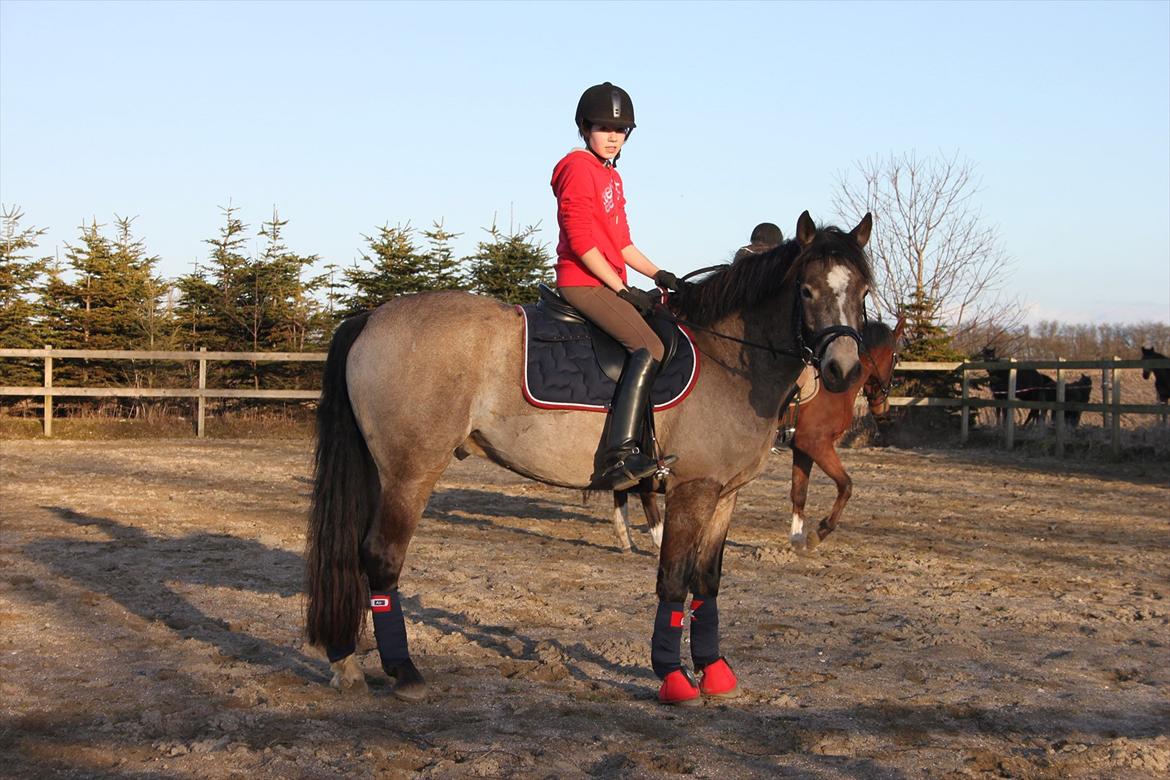 Connemara Ac-Seje Charlie af Engvang *..Bassemand..* - Hvis jeg havde et ønske, ville det være at, du var min for evigt. <3
Foto: Mor billede 4