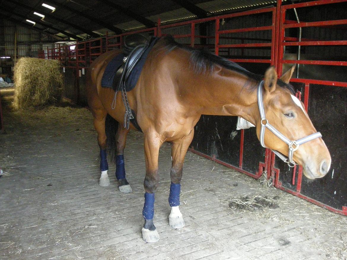 Dansk Varmblod Thybo's Casanova billede 10