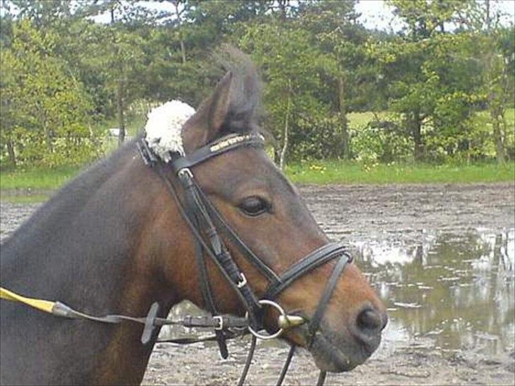Anden særlig race Robin <3 * - flotte Robin!:-D<3

KOPIRING AF BILLEDET ER FORBUDT! billede 5