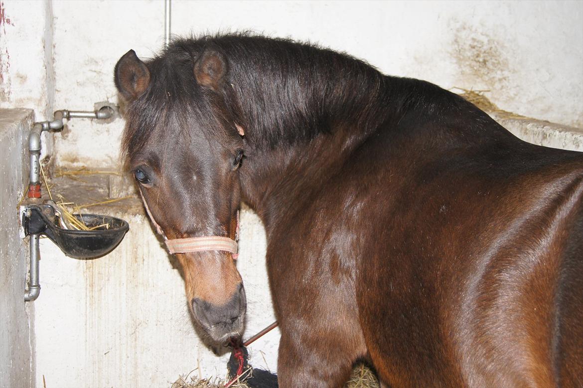 Anden særlig race Robin <3 * - Robin i stalden.. hæhæ, han tror vist jeg har mad!<3

.
KOPIRING AF BILLEDET ER FORBUDT! billede 6