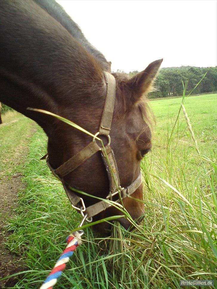 Anden særlig race Robin <3 * - Robin på vej til folden!<3<3

Foto : Benedikte Thoustrup.
KOPIRING AF BILLEDET ER FORBUDT! billede 3