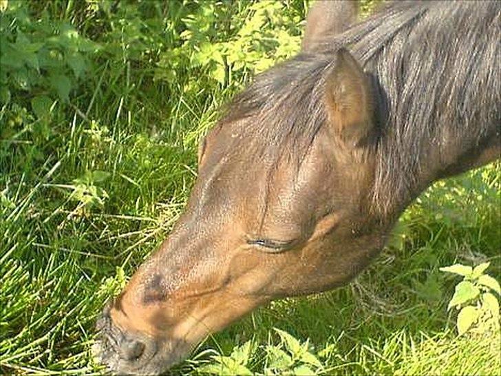 Anden særlig race Robin <3 * - I LOVE YOU!:-**

KOPIRING AF BILLEDET ER FORBUDT! billede 7