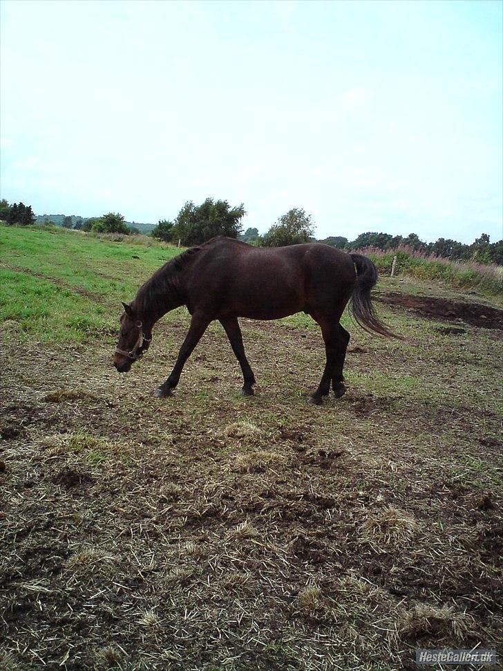 Anden særlig race Robin <3 * - Ude på græsfolden!:-)

Foto : Benedikte Thoustrup.
KOPIRING AF BILLEDET ER FORBUDT! billede 11