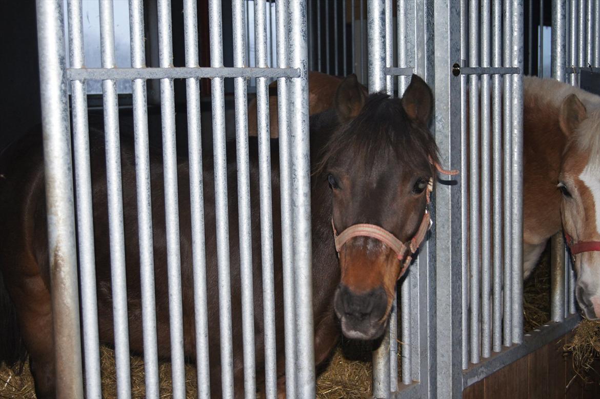 Anden særlig race Robin <3 * - Robin der ser mig komme!:-D

Foto : Benedikte Thoustrup.
KOPIRING AF BILLEDET ER FORBUDT! billede 9