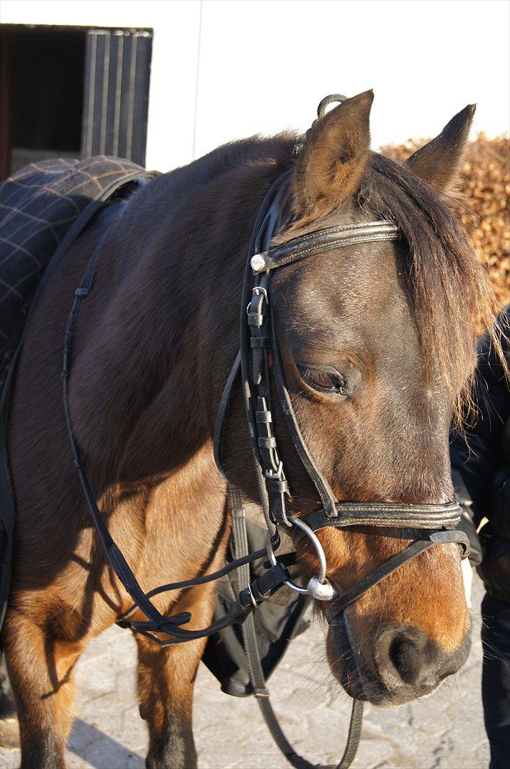 Anden særlig race Robin <3 * - Velkommen til Robins profil, håber i kan lide ham :-)


KOPIRING AF BILLEDET ER FORBUDT!

 billede 1