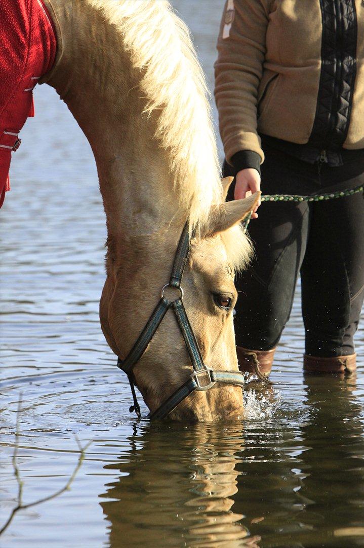 Palomino Klepholms Pegasos/Palle billede 20