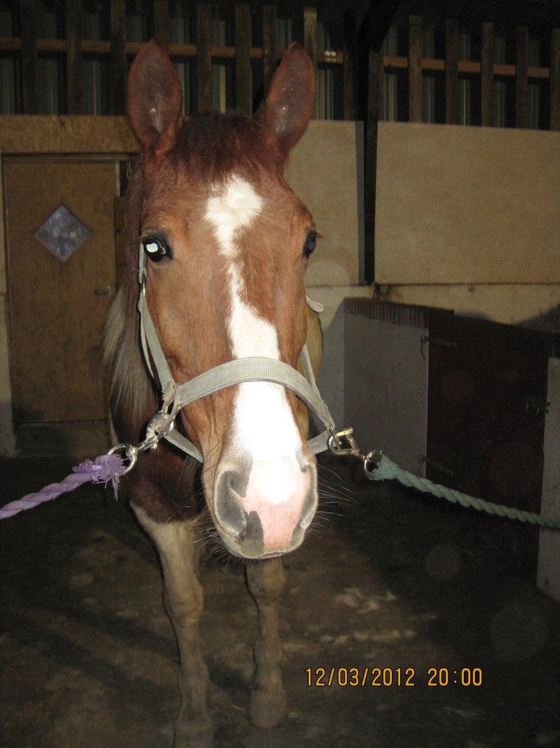 Pinto Fiona billede 1