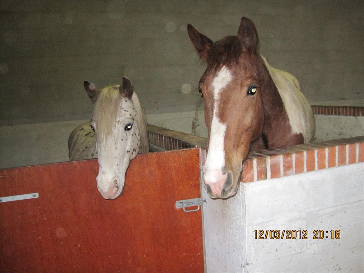 Pinto Fiona billede 2