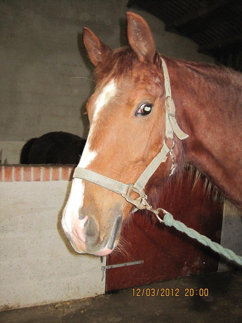 Pinto Fiona billede 3