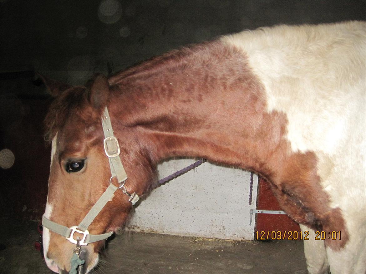 Pinto Fiona billede 4