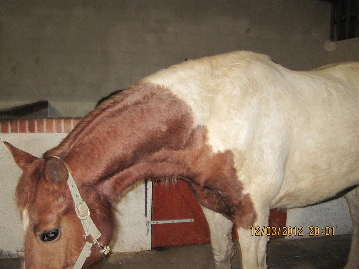 Pinto Fiona billede 5