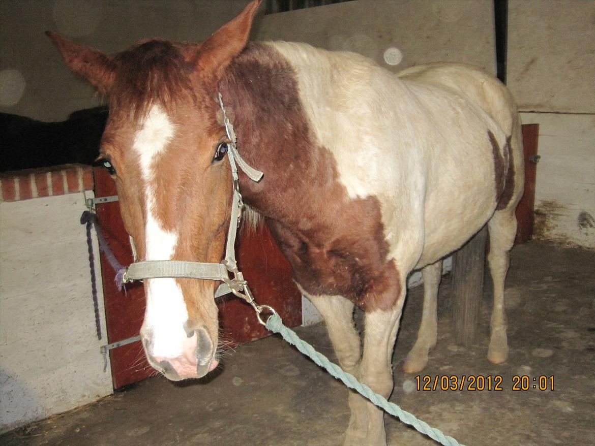 Pinto Fiona billede 6