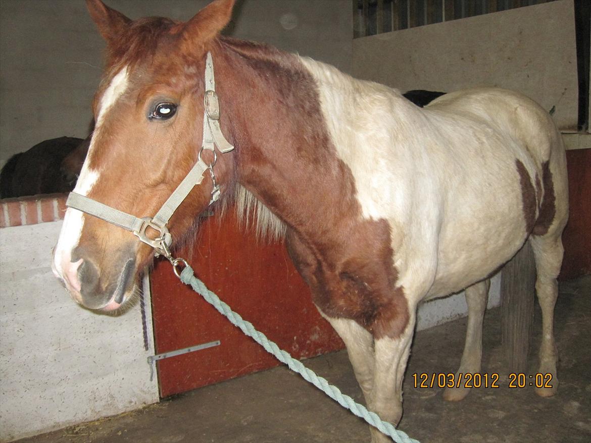 Pinto Fiona billede 7