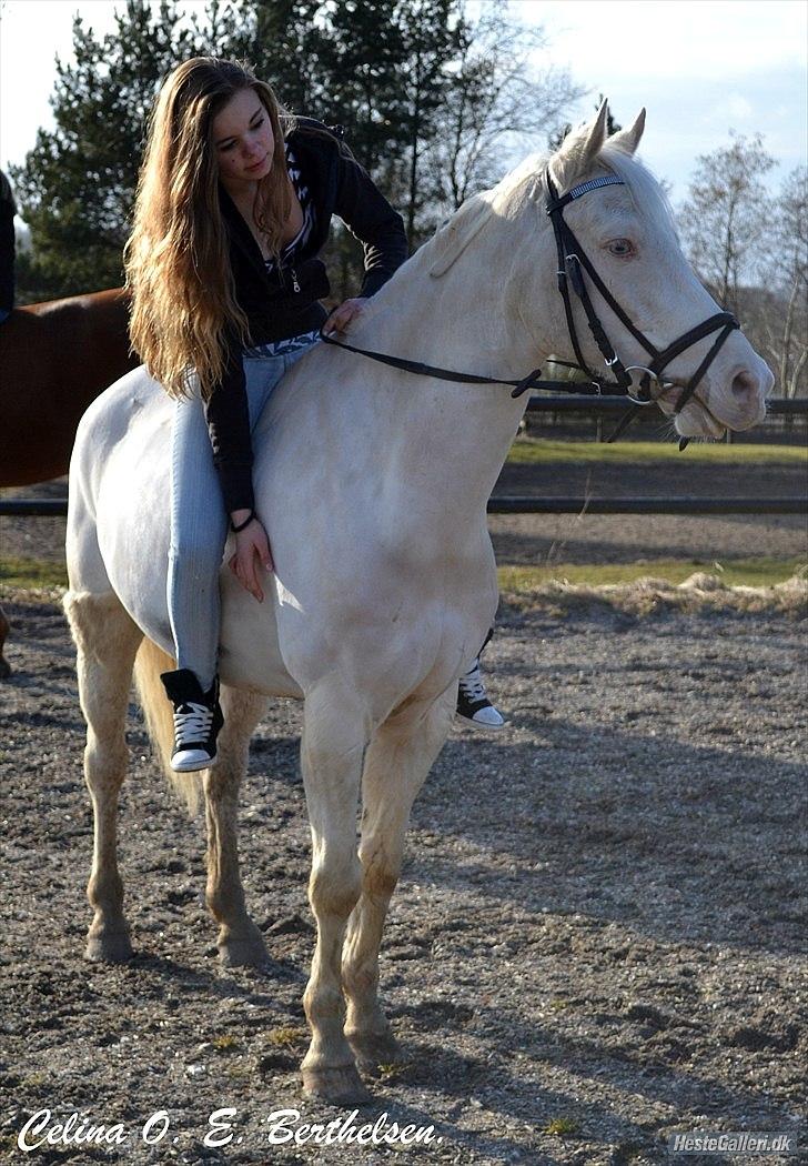 Palomino Atreju *Stjernen* billede 4