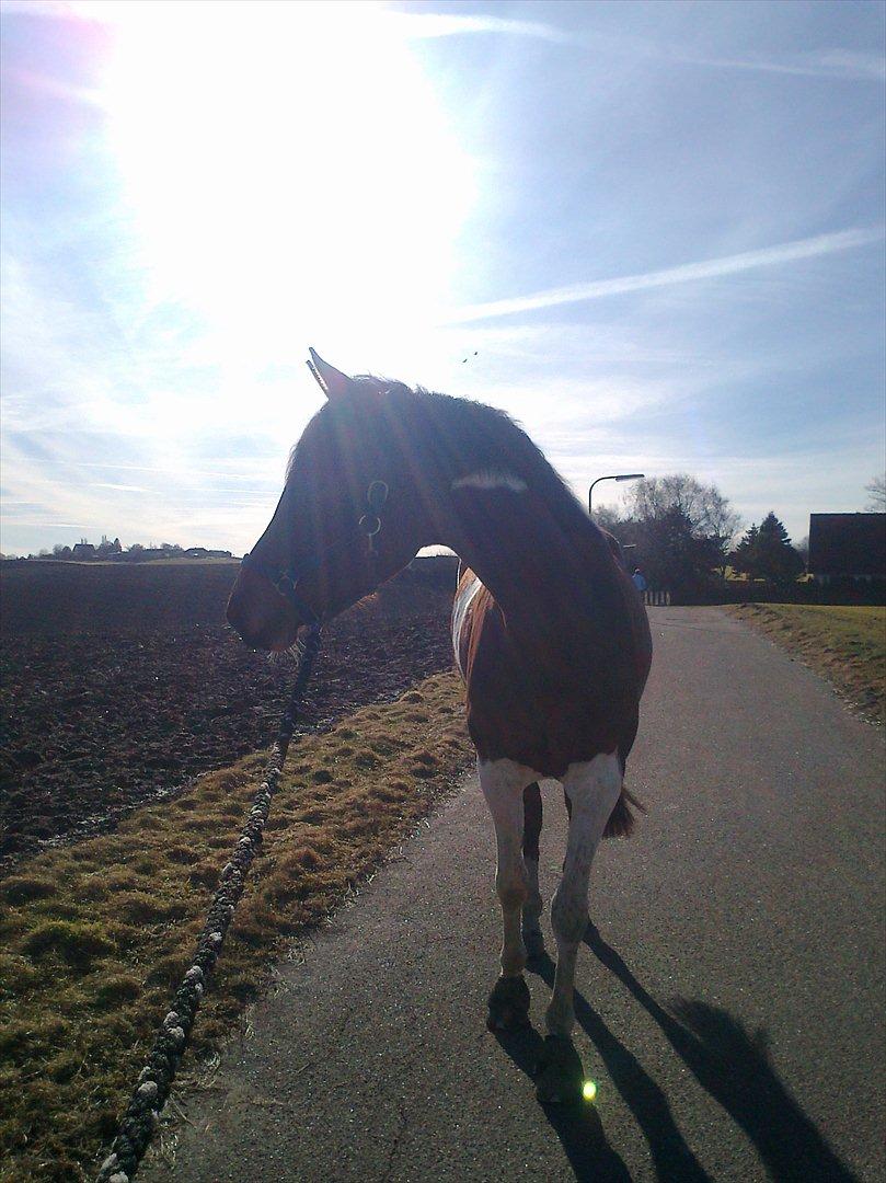 Pinto Bagergårdens Zindy billede 7