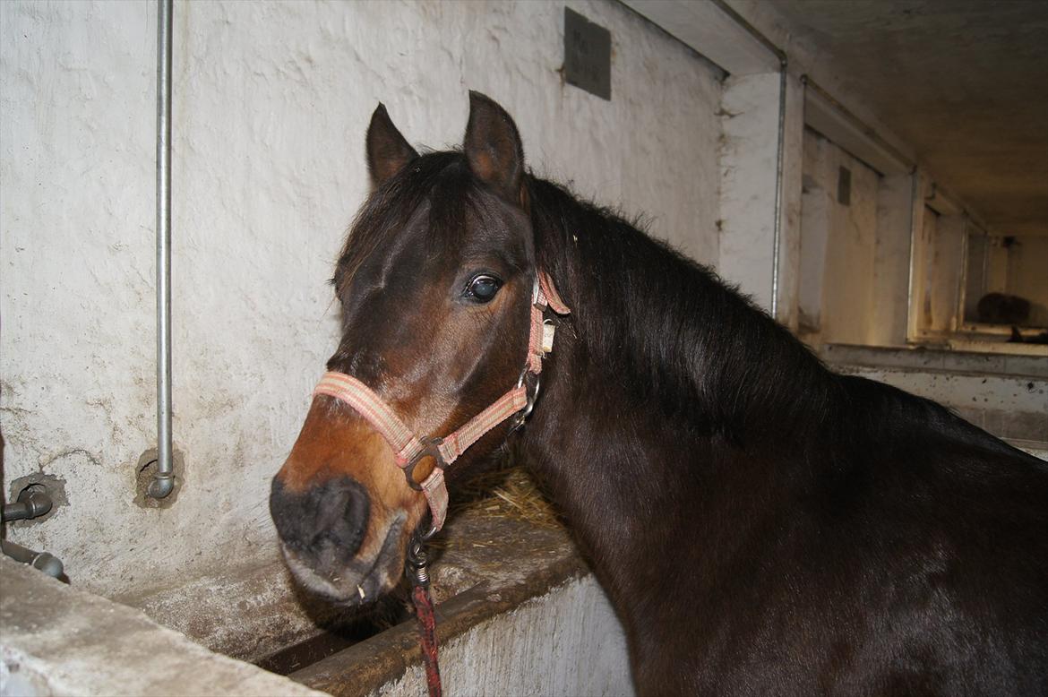 Anden særlig race Robin <3 * - Elsker dig Robin, du er den bedste :-*


KOPIRING AF BILLEDET ER FORBUDT! billede 2