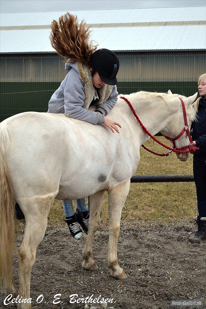 Palomino Atreju *Stjernen* - Kunne ikke komme op!:D
 billede 17