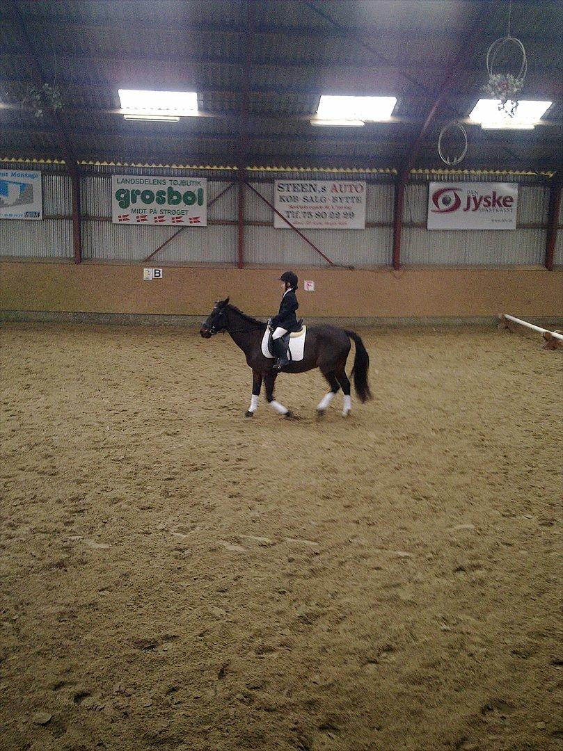 Anden særlig race Kompis Min Ven  ( Solgt ) - Vores første stævne på turk d. 11.marts 2012 billede 13