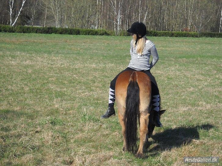 Gotlandsruss Julie (Dulle) - Ridelejr 2011 - Jeg sidder baglæns på Julie:D
Læs historien i teksten:) billede 4