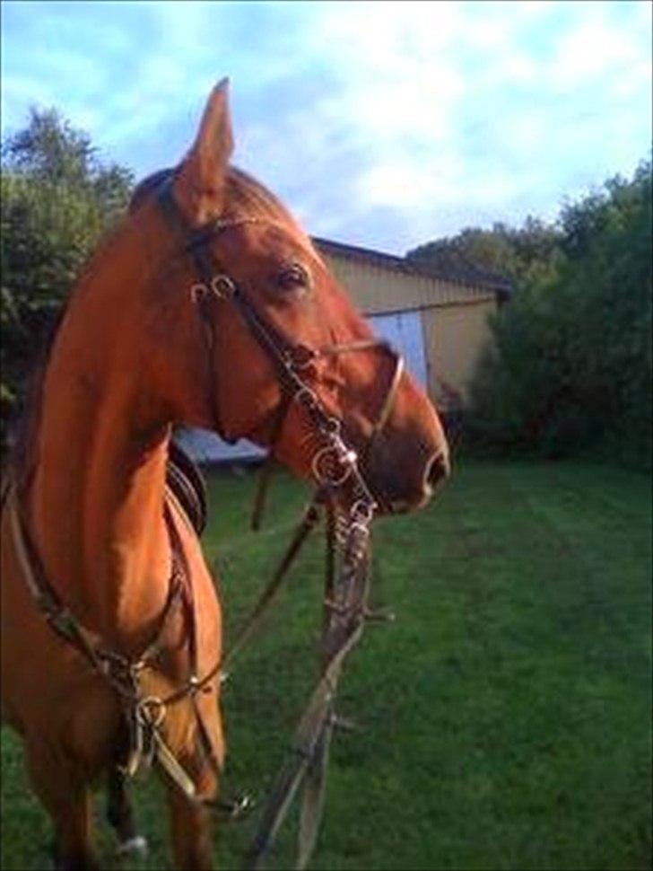 Traver Famous Hall (My Big Dog) - Velkommen til Famous´s profil smid en kommentar billede 1