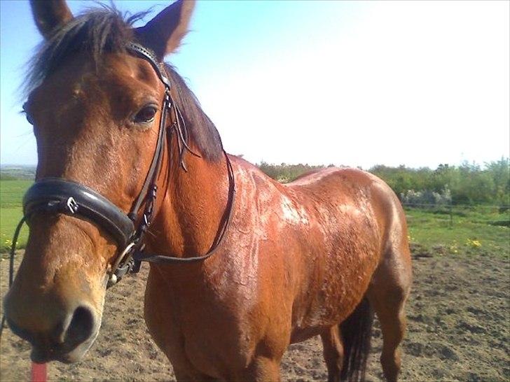Traver Famous Hall (My Big Dog) - Færdig efter en hård dag billede 3