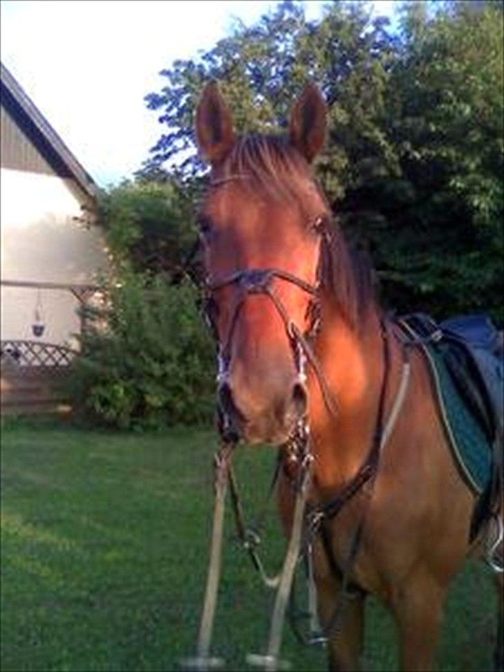 Traver Famous Hall (My Big Dog) - Nyder vejret billede 4