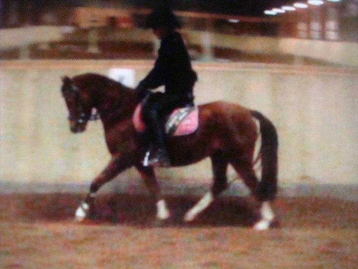 Welsh Pony af Cob-type (sec C) DON JUNIOR - Junior og jeg, dressurtræning. billede 4