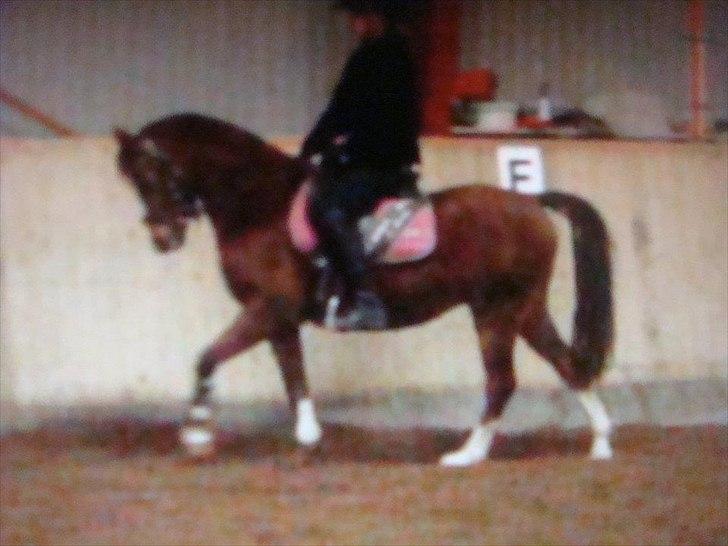 Welsh Pony af Cob-type (sec C) DON JUNIOR billede 14