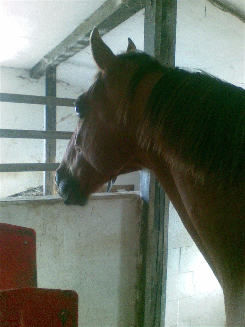 Traver Famous Hall (My Big Dog) - Glæder sig til at komme ud i det gode vejr billede 7