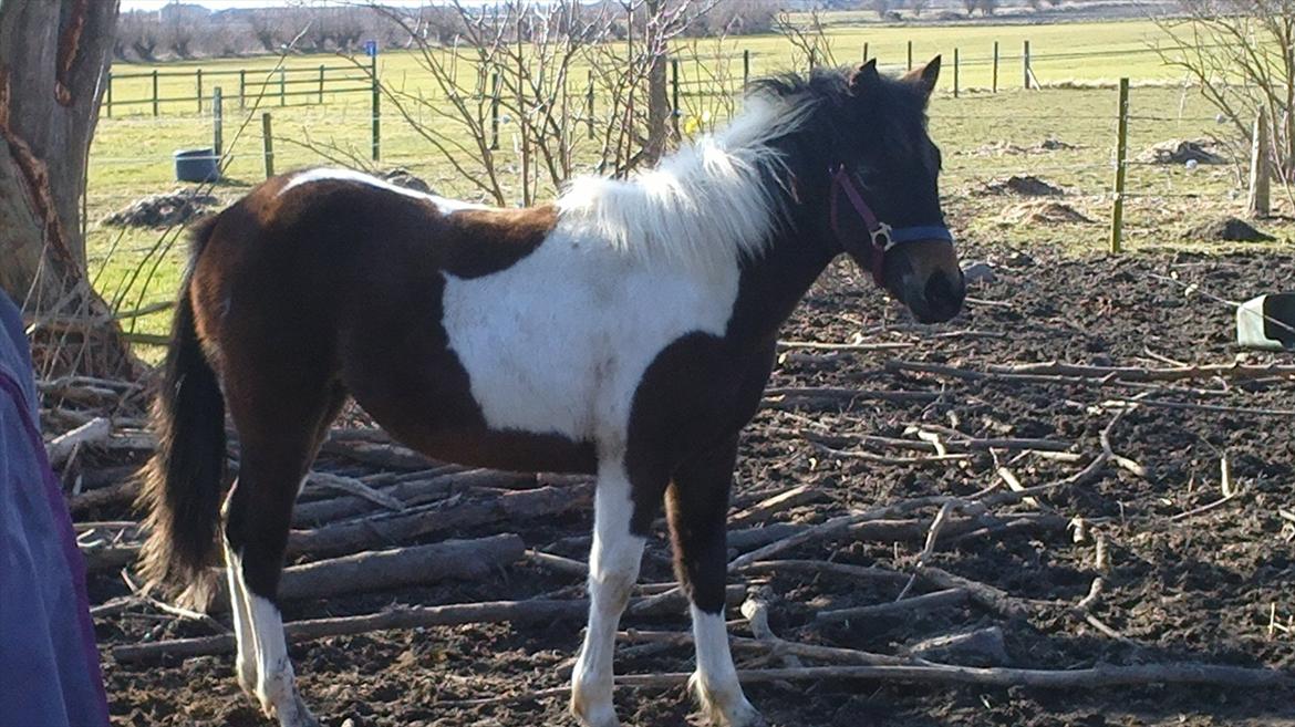 Anden særlig race Halkærhus Painted Lacey - Lacey 9½ md. billede 20