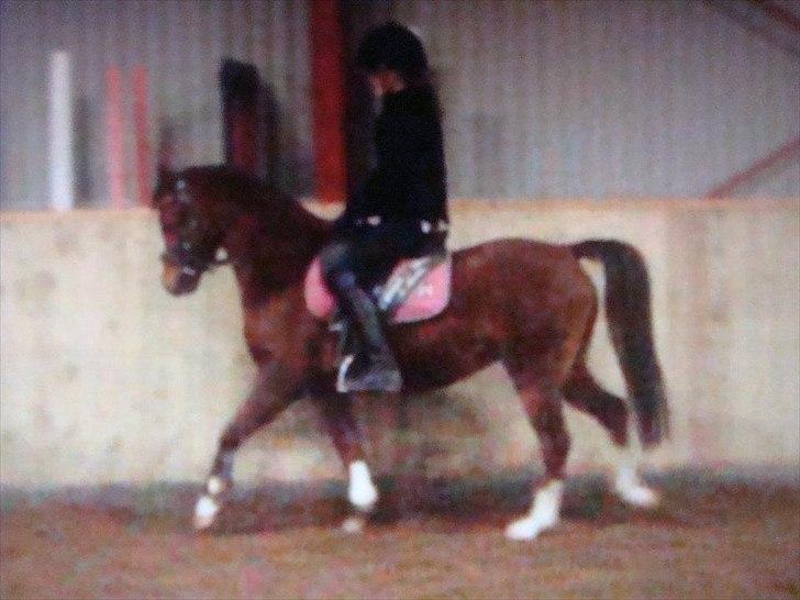 Welsh Pony af Cob-type (sec C) DON JUNIOR billede 15