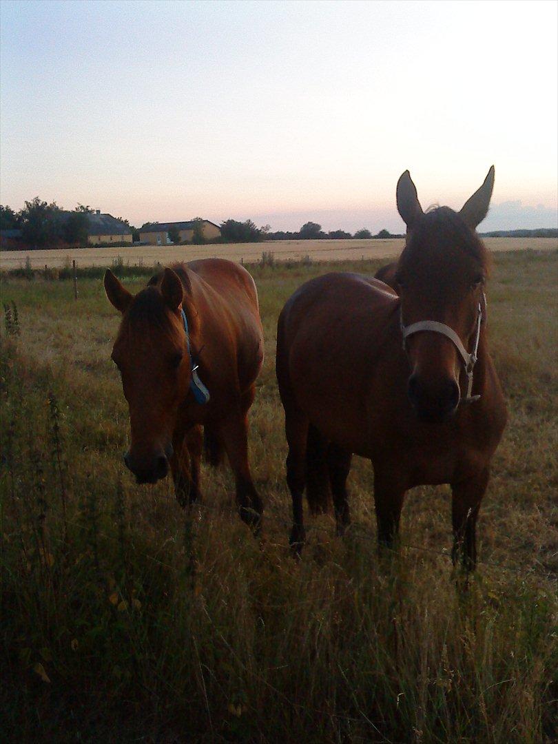 Traver Famous Hall (My Big Dog) - Hygger med kæresten Misty billede 9