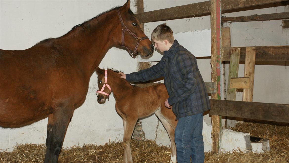 Arabisk fuldblod (OX) Carola Zaxzina Pox - 1 dag gammel nu med grime, imorgen satser vi på at løfte hove billede 4