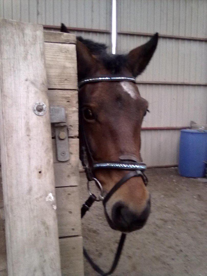 Connemara Fedtmule - duer da bare skøn.:-) billede 12