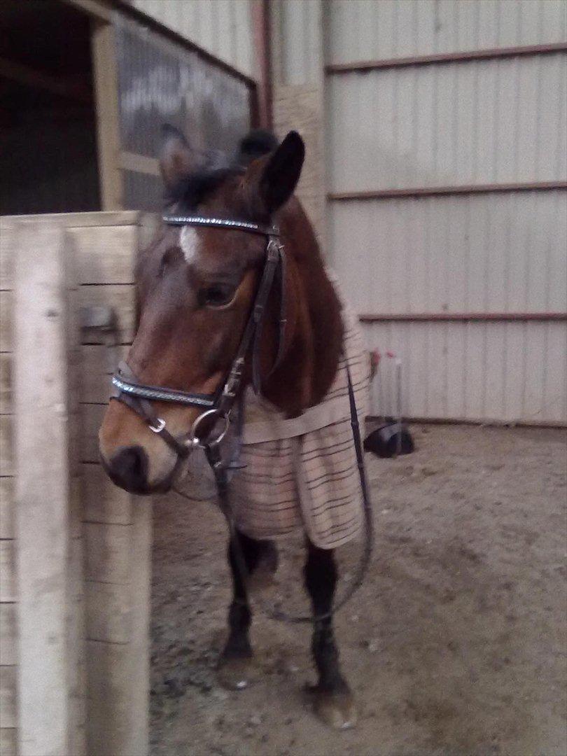 Connemara Fedtmule - jeg elsker dig bare mule det er alt!! billede 13