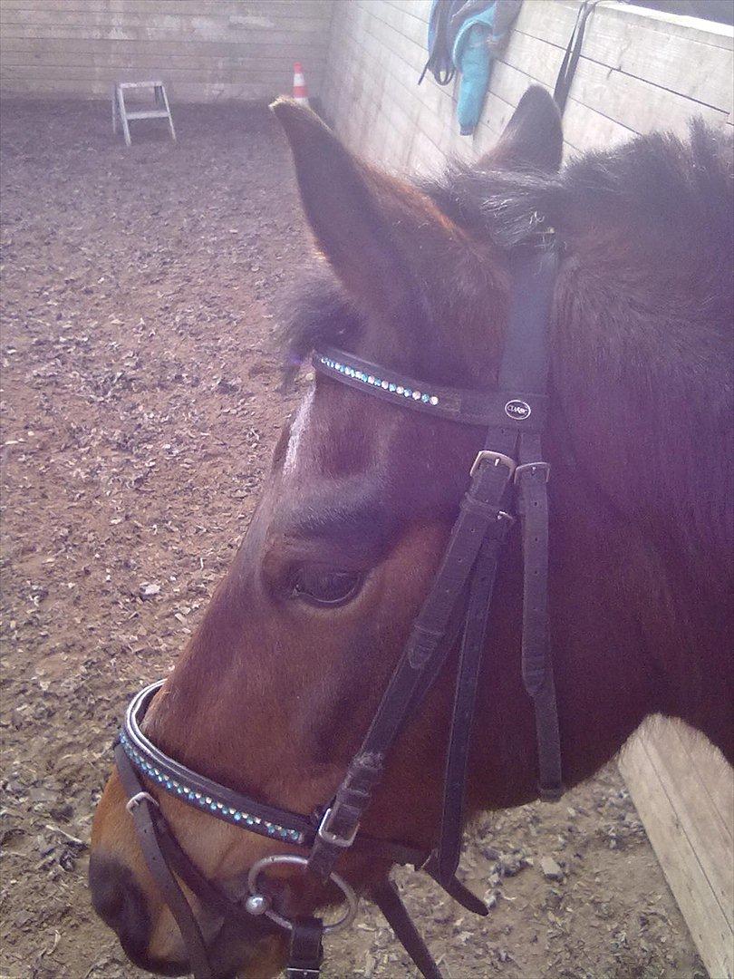 Connemara Fedtmule - fedtmule<33 billede 14