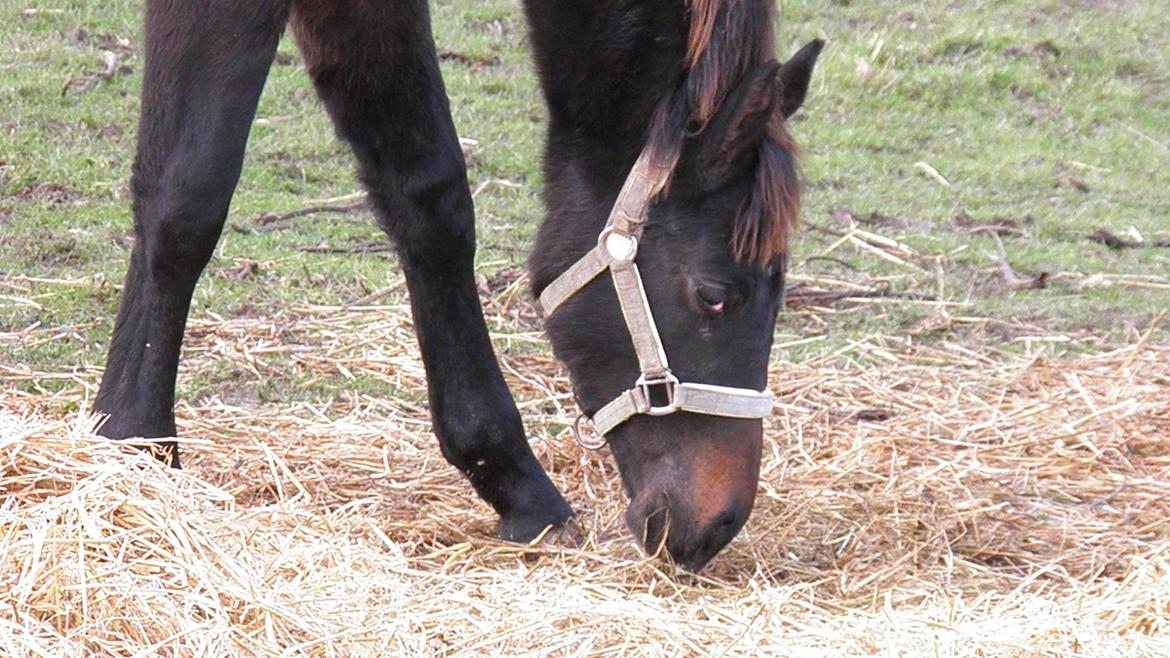 Dansk Varmblod Katrinelund De Choir (Mokka) billede 16