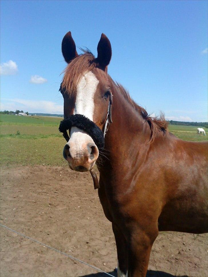 Arabisk fuldblod (OX) Ryttergårdens Shado! [Min soulmate] - Velkommen til Ryttergårdens Shado's profil.. Tak fordi du kigger med! :-). billede 1
