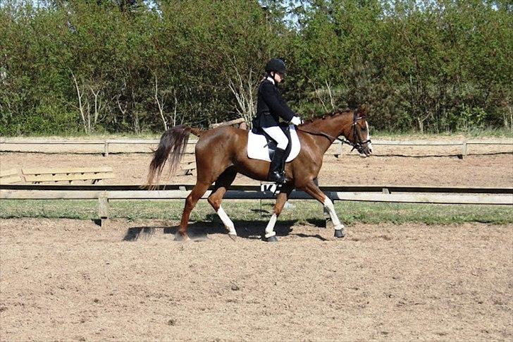 Arabisk fuldblod (OX) Ryttergårdens Shado! [Min soulmate] - Shado & jeg til stævne! billede 2