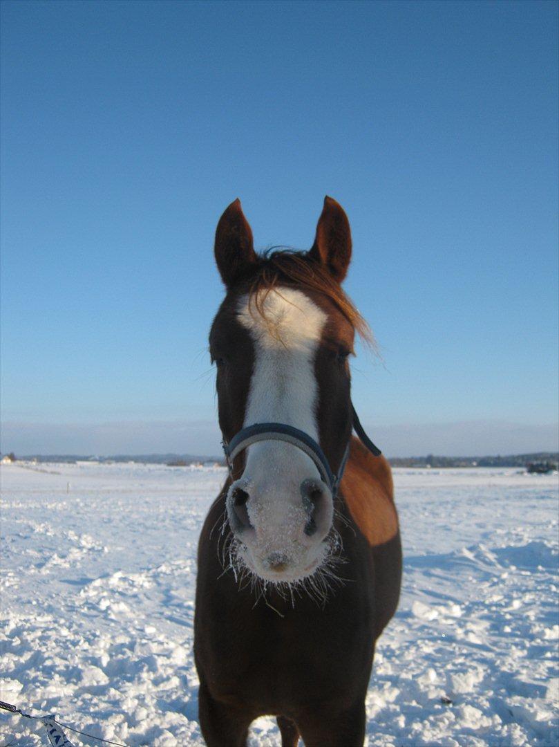 Arabisk fuldblod (OX) Ryttergårdens Shado! [Min soulmate] - Fjollet! billede 3