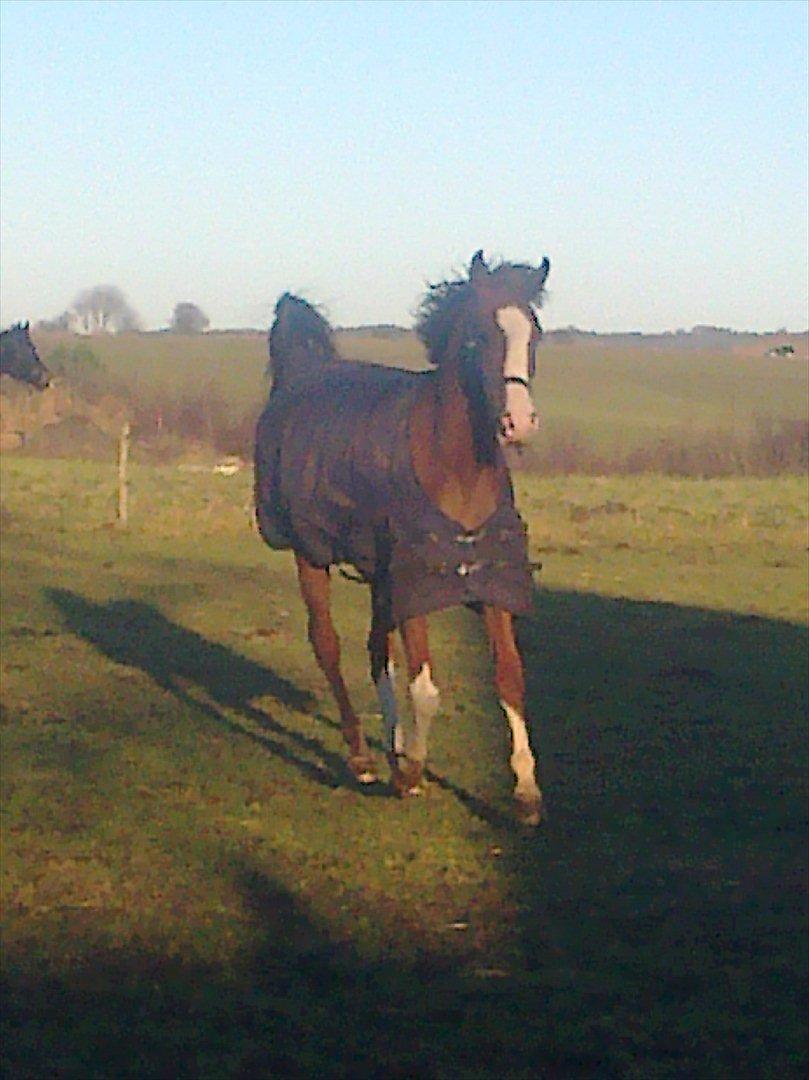 Arabisk fuldblod (OX) Ryttergårdens Shado! [Min soulmate] - Smukke! ♥ billede 4