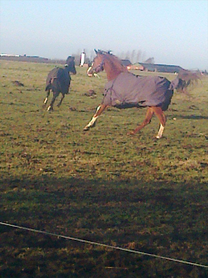 Arabisk fuldblod (OX) Ryttergårdens Shado! [Min soulmate] - Labre larve! xD♥ billede 5