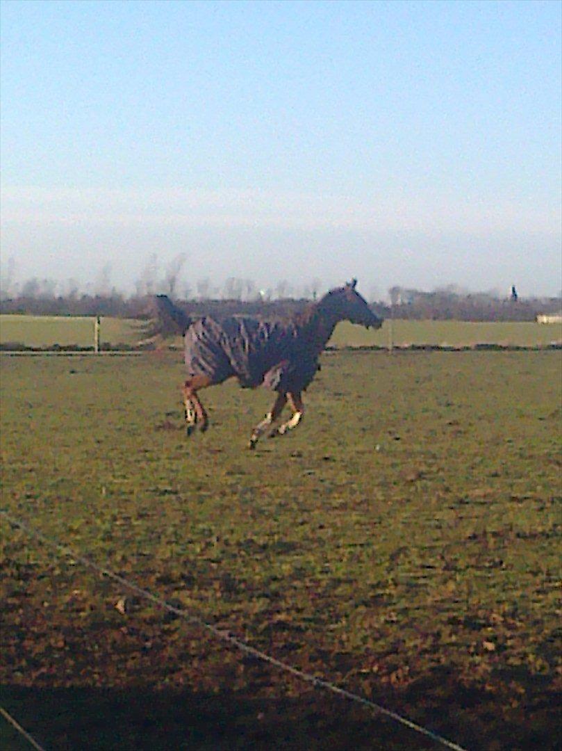 Arabisk fuldblod (OX) Ryttergårdens Shado! [Min soulmate] - Perfekt.. billede 6
