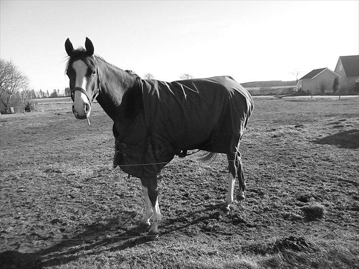 Arabisk fuldblod (OX) Ryttergårdens Shado! [Min soulmate] - Et billed kan sige mere en tusinde ord.. Ubeskriveligt..  billede 7